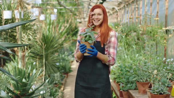 In the sunny morning beautiful gardener with large smile female holding a beautiful decorative flower in hands and showing to the camera while standing in the middle of flower greenhouse. 4k — Wideo stockowe