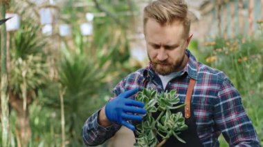 Attractive man gardener concentrated take care of a decorative plants in a flower greenhouse he holding a flower in a pot then looking straight to the camera and smiling pretty. 4k