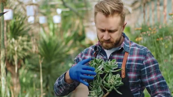 Attractive man gardener concentrated take care of a decorative plants in a flower greenhouse he holding a flower in a pot then looking straight to the camera and smiling pretty. 4k — Stok video