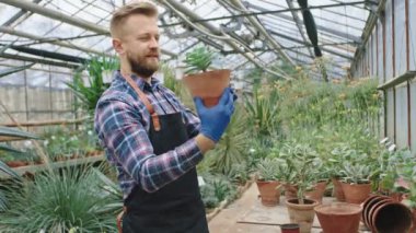 Endüstriyel bir seradaki mutlu ve konsantre bahçıvan. Dekoratif bir bitkiyle bir kap al ve bitkinin yapraklarını kontrol et..