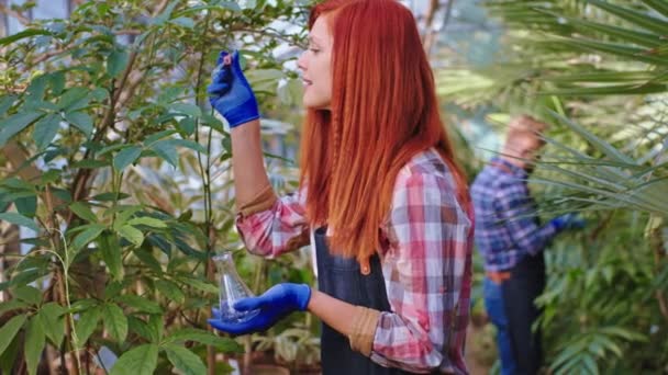 Krásná zahradnice žena s láskou dávat nějaké léky na rostliny na pozadí muž zahradník postarat se o jiné rostliny — Stock video
