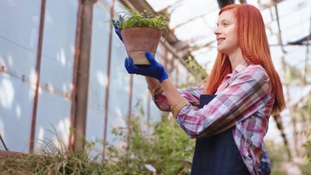 Mujer bonita con pelirroja muy cuidadosamente cuidar después de una planta decorativa en un gran invernadero que toca la planta con amor — Vídeos de Stock