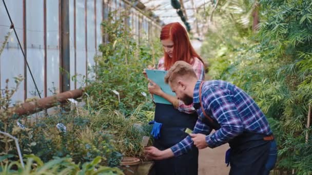 Heureux dans une bonne humeur jardinière dame et son collègue homme avec une barbe dans une grande serre ils analysent l'état des plantes décoratives — Video