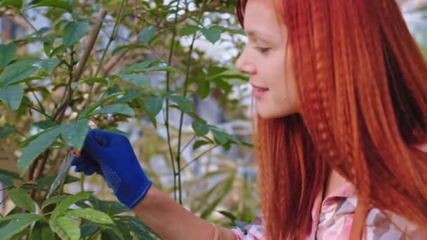 W szklarni rośliny dekoracyjne szczęśliwy i uśmiechnięty duży czerwony ogrodnik umieścić kilka kropli witamin na kwiaty bardzo ostrożnie — Wideo stockowe