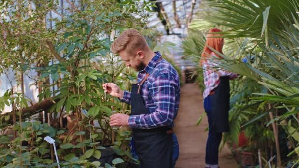In een grote kas met decoratieve planten paar samen te werken twee tuinman neem wat vitaminen en met een druppel op de bloem dame zorgen voor andere planten — Stockvideo