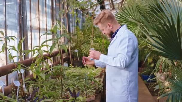 Landbouwwetenschapper nemen uit een glazen kuip wat vitaminen en laten vallen op de decoratieve planten in een kas — Stockvideo