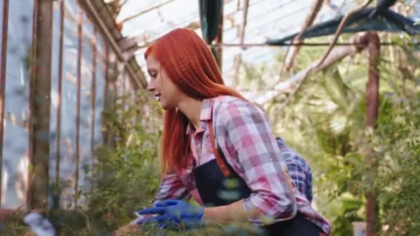 Ελκυστική κηπουρός κοκκινομάλλα και ο συνάδελφός της εργάζονται μαζί σε ένα μεγάλο θερμοκήπιο αναλύουν την κατάσταση των διακοσμητικών φυτών — Αρχείο Βίντεο