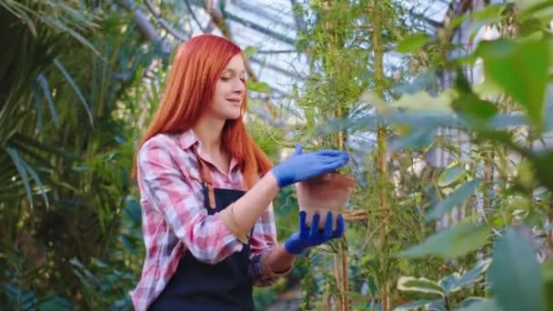 In einem Gewächshaus mit dekorativen Pflanzen hübsche Gärtnerin weiblich kümmern sich um die Pflanzen, die sie untersuchen die Blume nehmen den Topf in die Hände machen ihren Job mit Liebe — Stockvideo