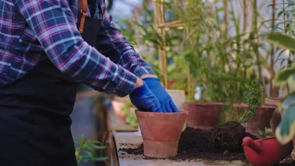 Konsantre olmuş, mavi eldivenli bir bahçıvan büyük ve ferah bir seradaki çömleğe dekoratif bir bitki yerleştiriyor. — Stok video