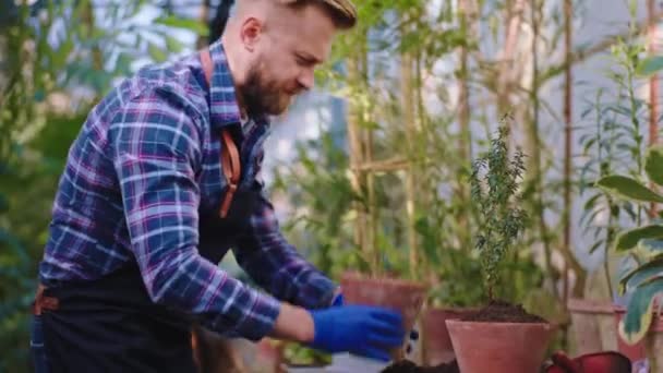 Charyzmatyczny przystojny ogrodnik bierze garnek w ręce i patrząc skoncentrowany na roślinę dekoracyjną dba o nich w szklarni rolniczej — Wideo stockowe