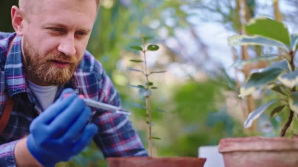 El hombre jardinero carismático concentrado en un invernadero agrícola puso algunas gotas de vitaminas sobre las plantas decorativas — Vídeos de Stock
