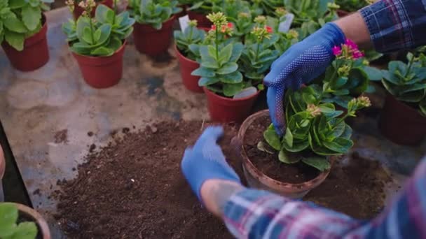 Details Nahaufnahme Gärtner mit Sorgfalt gepflanzt eine Blume in einen Topf nimmt er etwas Sol und fügen Sie in einen Topf in einem Gewächshaus. Schuss auf Arri Alexa Mini — Stockvideo