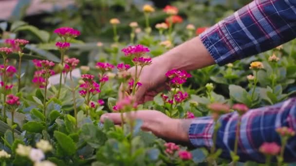 Jardinier de serre industrielle prendre soin après une belle plantes décoratives, il a vérifié l'état des plantes — Video