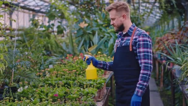 Trädgårdsmästare man snygg i ett industriellt växthus sprinkler dekorativa växter över med vatten på morgonen — Stockvideo