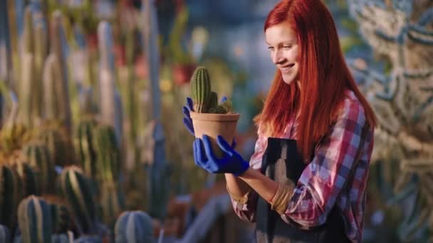 Smiling large beautiful redhead lady gardener take pot of a cactus and looking with love after the plants in a sunny greenhouse — Stock Video