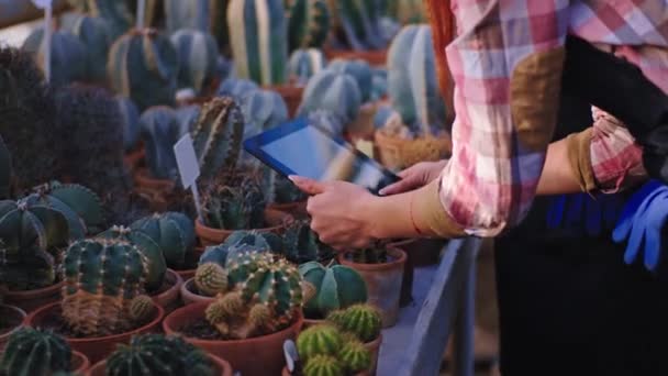 Details two gardener lady and man take pictures of the decorative plants then take a look in the tablet in a big industrial greenhouse — Stock Video