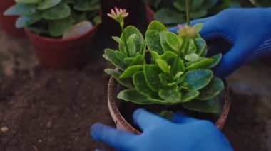 In the industrial greenhouse details closeup gardener man planted very carefully a new small flower into a pot he add some more sol on the pot. 4k