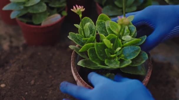 Dalam industri rumah kaca rincian dekat tukang kebun manusia ditanam sangat hati-hati bunga kecil baru ke dalam panci ia menambahkan lebih sol di panci. 4k — Stok Video
