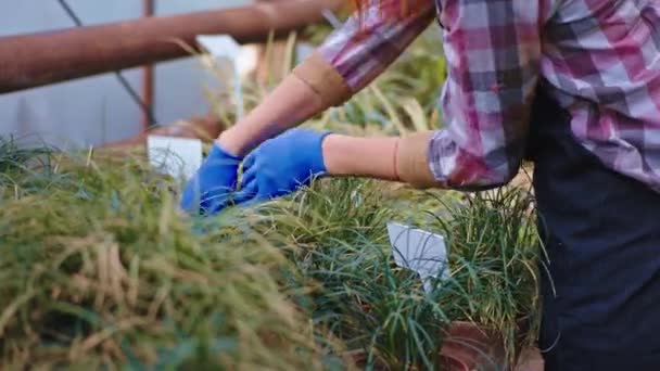 Detalles Primer plano de una señora jardinero con guantes azules cuidar después de una plantas decorativas que ella hace su trabajo con amor — Vídeos de Stock