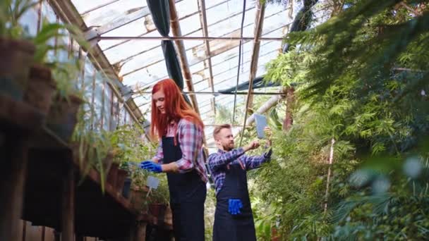 Goed uitziend koppel werken samen aan hun kas met decoratieve planten ze analyseren van de toestand en de dagelijkse zorg na planten — Stockvideo