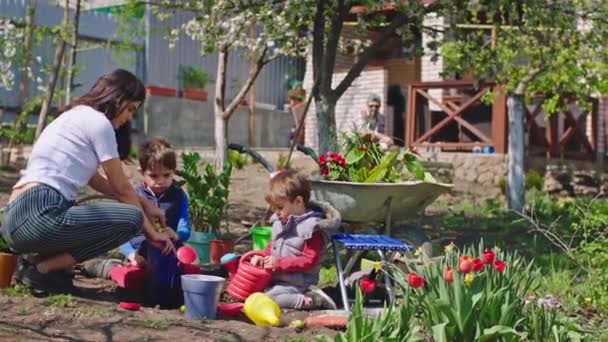 Mutlu anne ve iki oğlu bahçede birlikte vakit geçiriyorlar. Çiçekler toprağa dikilip temiz havanın tadını çıkarıyorlar. — Stok video