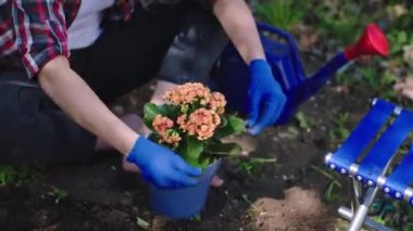 Kameranın önünde mavi eldivenli bayan saksıyı kurduktan sonra dikkat et. Bahçenin ortasında eğleniyor.