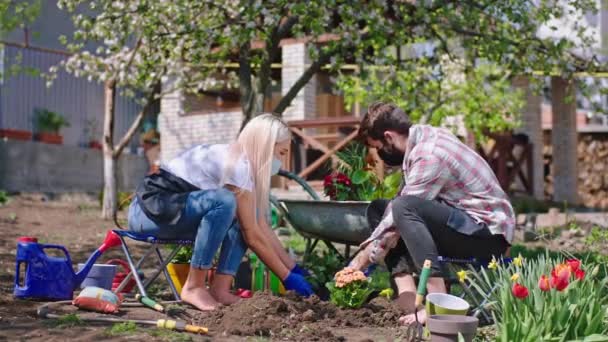 Tökéletes napsütéses pár együtt a karanténban, virágokat ültetnek a földbe, védőmaszkot viselnek. — Stock videók
