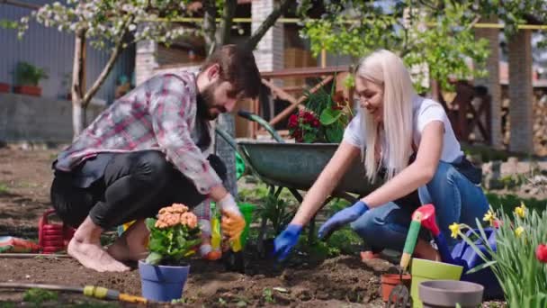 Karismatiska par i trädgården njuter av tiden tillsammans de planterar några växter i den fantastiska soliga dag de är glada och ler stora — Stockvideo