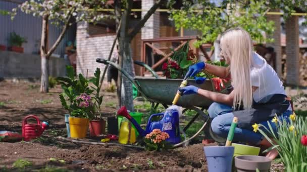 Mooie vrouw en charismatische man in de tuin hebben een plantdag ze zetten wat bloemen in de grond en bewateren ze met gieter — Stockvideo