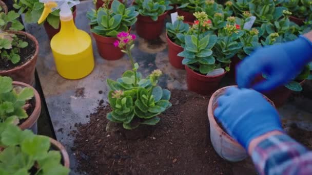 Cuidadosamente com o jardineiro de amor plantou uma pequena flor em um pote closeup à câmera em uma estufa industrial — Vídeo de Stock