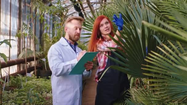 Scienziato concentrato e giardiniere rossa donna controllando le condizioni delle piante decorative nella serra hanno una bella conversazione insieme — Video Stock