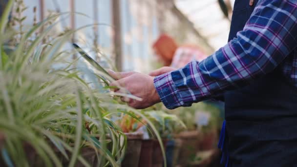 Nahaufnahme in die Kamera, Hände halten ein Tablet und machen sich Notizen über den Zustand der Zierpflanzen hinter einer anderen Gärtnerin, die die Pflanzen analysiert — Stockvideo