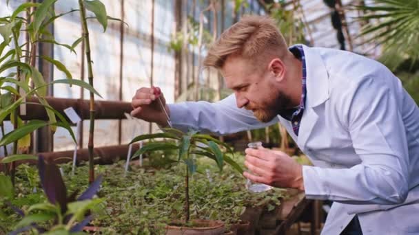 Szklarnia rolnicza zbliżenie do kamery dobrze wyglądający człowiek rolnik naukowiec ostrożnie dbać o rośliny włożył kilka kropli witamin z szklanej rurki — Wideo stockowe