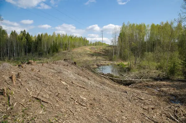 ağaçlar, kesilen ağaçlar, ormansızlaşma, orman, gökyüzü, Doğa, yaz, mavi gökyüzü