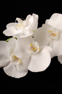 siyah zemin orkide, orkide, güzel çiçek, orkide cins hafif bir arka plan, beyaz orkide, beyaz siyah arka plan, minimalizm, çiçek, parlak, arka plan, güzel, temiz, parlak, siyah, sarı