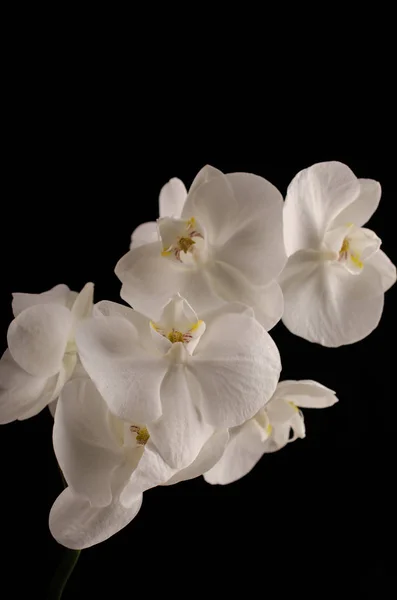 Orquídea branca em um fundo preto, orquídea, flor bonita, orquídea em um fundo claro, orquídea branca, fundo preto, minimalismo, flor, brilhante, fundo, bonito, limpo, brilhante, preto, amarelo — Fotografia de Stock