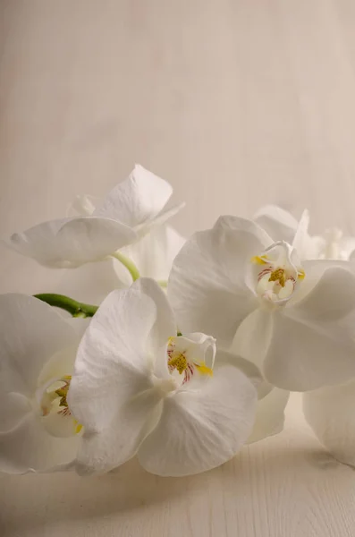 Orquídea blanca en un fondo, orquídea, flor bonita, orquídea en un fondo claro, orquídea blanca, minimalismo, flor, brillante, fondo, hermoso, limpio, brillante, amarillo — Foto de Stock