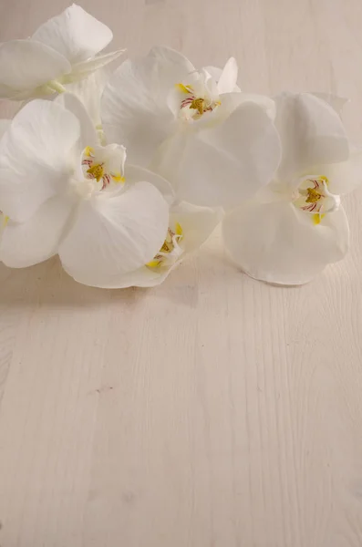 Orquídea blanca en un fondo, orquídea, flor bonita, orquídea en un fondo claro, orquídea blanca, fondo, minimalismo, flor, brillante, fondo, hermoso, limpio, brillante, amarillo — Foto de Stock