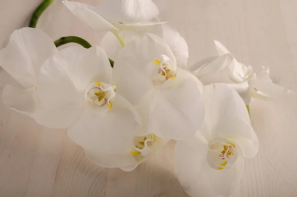 Orquídea blanca en un fondo, orquídea, flor bonita, orquídea en un fondo claro, orquídea blanca, fondo, minimalismo, flor, brillante, fondo, hermoso, limpio, brillante, amarillo — Foto de Stock