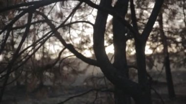 California yangından sonra ormanda. Orman yangınından sonra siyahtır. Karanlık ormanda ateş sadece sol bir şey yoktur. Günbatımında yanan yeşil Woods üzgün resim