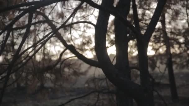 Bois Californie Après Incendie Les Bois Sont Noirs Après Feu Séquence Vidéo Libre De Droits
