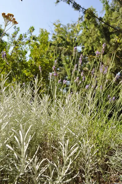 Plantas para el diseño del paisaje — Foto de Stock