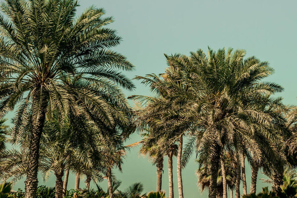 Palms on Hawaii, Coachella Vibes
