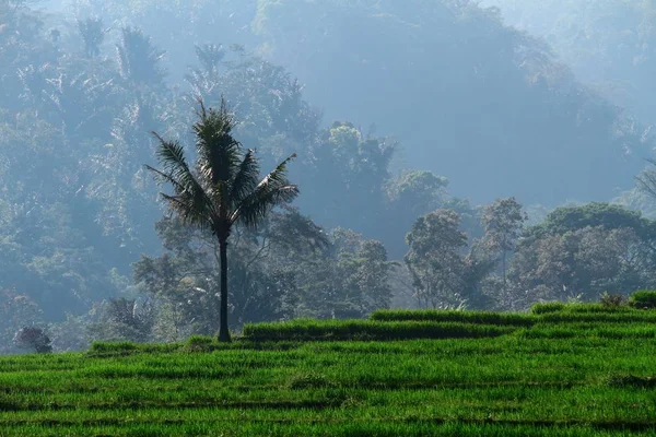 Vista Paddy Field — Fotografia de Stock