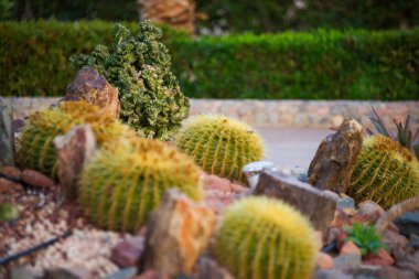 Bir flowerbed çeşitli kaktüsler büyüyen ile tropikal bir parkta.