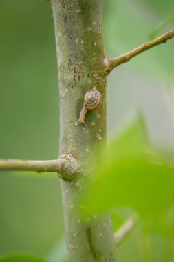 Ağaç tırmanma salyangoz
