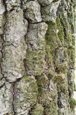 Eski Ağaç Yapısı Arkaplan Şablonu