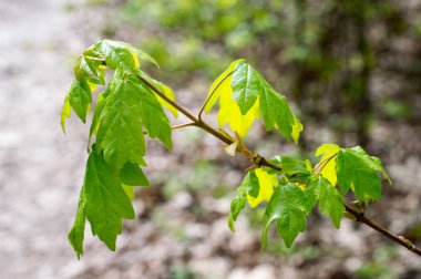 Doğa orman manzara. Parkta bahar döneminde yer orman doğa kadar kapatın