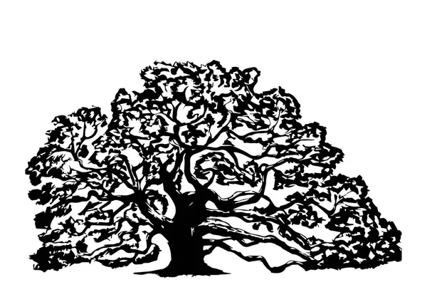 Old oak tree, on a white background — Stock Photo, Image