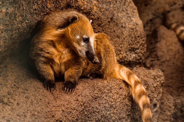 Coati racoon в зоопарке — стоковое фото